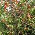 Apricot champion of the north: opis, zdjęcie, charakterystyka, recenzje ogrodników