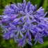 Agapanthus: sadzenie i pielęgnacja na otwartym polu