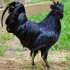 Ayam tsemani (rasa kurczaków): opis