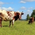 Rasa krów rasy ayrshire