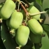 Actinidia na syberii: uprawa