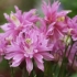 Aquilegia frotte: sadzenie i pielęgnacja