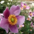 Anemonowa jesień: opis odmian + zdjęcie