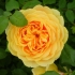 Angielski park rose graham thomas (graham thomas): opis, sadzenie i pielęgnacja