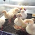Antybiotyki dla indyków i witaminy – jak podawać