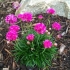 Armeria nadmorska: sadzenie i pielęgnacja, zdjęcie