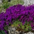 Aubretia (golenie) bylina: sadzenie i pielęgnacja, zdjęcie kwiatów w klombie