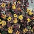 Berberys atropurpurea (berberis thunbergii atropurpurea)