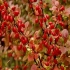 Berberys thunberga czerwony filar