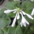Biała hosta