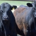 Czarny angus (krowa)