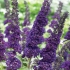 Buddleya david black knight: sadzenie i pielęgnacja