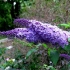 Buddleya nano niebieski
