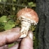 Łuskowaty białogłowy (stropharia białogłowy): zdjęcie i opis