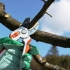 Co to jest zraz jabłka i jego zastosowanie na wiosnę