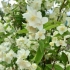 Mock orange (jaśmin ogrodowy): sadzenie i pielęgnacja na uralu, na syberii, cechy uprawy