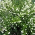 Mock orange (jaśmin) atak powietrzny (vosduschny desant): opis, sadzenie i pielęgnacja