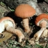 Cystoderma czerwony (czerwony parasol): zdjęcie i opis