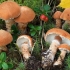 Cystoderma granular: zdjęcie i opis