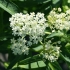 Kwiat vatochnik (asclepias): zdjęcie i opis, rodzaje i odmiany z nazwami