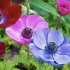 Kwiaty anemonu: sadzenie i pielęgnacja + zdjęcie