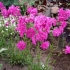 Kwiaty lychnis (viscaria): sadzenie i pielęgnacja, zdjęcie z nazwą, rodzaje i odmiany