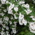 Szorstkie działanie (deutzia scabra): sadzenie i pielęgnacja, foto