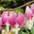 Dicentra: sadzenie i pielęgnacja na otwartym polu, rozmnażanie