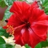 Hibiskus domowy