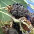 Blackberry loch mary (loch maree): opis odmiany, recenzje