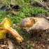 Phylloporus różowe złoto: zdjęcie i opis