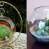 Florarium: wszystkie etapy tworzenia diy