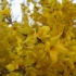 Forsycja pośrednia: spectabilis, linwood, goldzauber