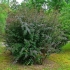 Zdjęcie i opis berberysu pospolitego (berberis vulgaris)