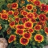 Gaillardia arizona sun: opis odmiany, sadzenie i uprawa