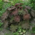 Heuchera z nasion: rośnie w domu