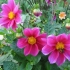 Dahlia „zabawni faceci”: opis, uprawa z nasion