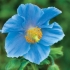 Mak himalajski (meconopsis): sadzenie i pielęgnacja na otwartym polu, fot