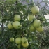 Golden delicious - opis odmiany jabłoni i jabłoni