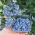 Blueberry brigitta blue (brigitta blue): opis odmiany, recenzje, zdjęcia