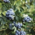 Blueberry denis blue (deniz blue): opis i charakterystyka odmiany