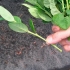 Blueberry erliblyu (earliblue): opis odmiany, recenzje
