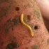 Musztarda w proszku z wireworm