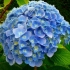 Hortensja nikko blue: opis, sadzenie i pielęgnacja, zdjęcia, recenzje