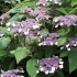 Hortensja szorstka macrophylla - opis, sadzenie i pielęgnacja