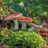 Grzyb russula: zdjęcie, opis i typy