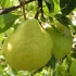 Gruszka sierpniowa rosa