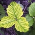 Chloroza truskawkowa
