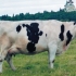 Rasa krów cholmogorskich
