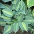 Hosta katerina: zdjęcie i opis, recenzje